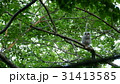 緑の森の大木の巣穴から可愛い顔を見せたエゾフクロウの赤ちゃん._4 31413585