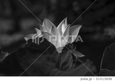 The lotus made black and white. The lotus made black and white. 31413690
