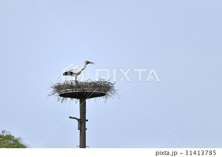 コウノトリ　巣 31413785