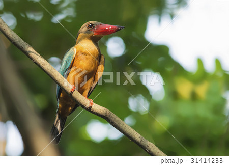Stork-billed Kingfisher Stork-billed Kingfisher 31414233