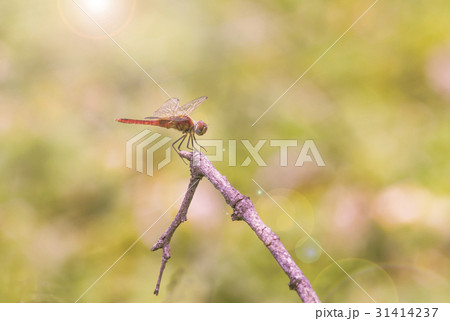 Closeup portrait of dragonfly (dragonfly) 31414237