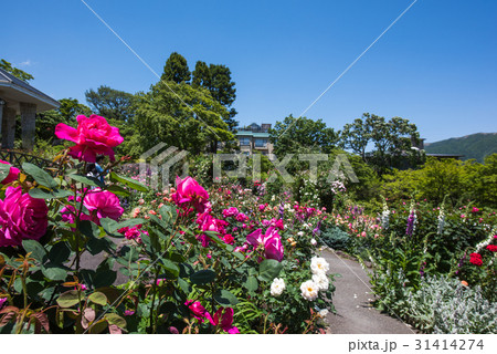 強羅公園 ローズガーデン 強羅公園 ローズガーデン 31414274