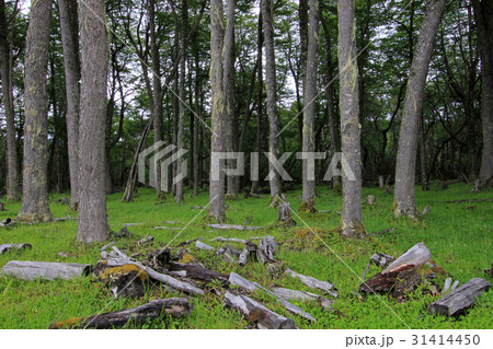 Nice forest, near Villa O'Higgins, Carretera Nice forest, near Villa O'Higgins, Carretera 31414450