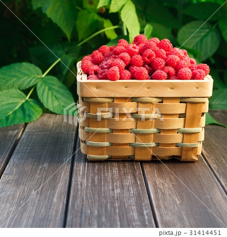 Basket with raspberries near bush on wooden table Basket with raspberries near bush on wooden table 31414451