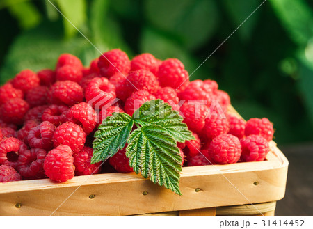 Basket with raspberries near bush on wooden table Basket with raspberries near bush on wooden table 31414452