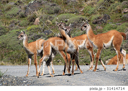 Guanacos in Torres del Paine National Park, Chile Guanacos in Torres del Paine National Park, Chile 31414714