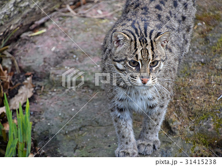 Portrait of fishing cat looking at camera 31415238