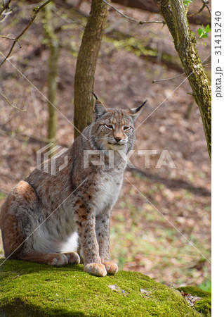 Eurasian lynx on moth stone in forest 31415240