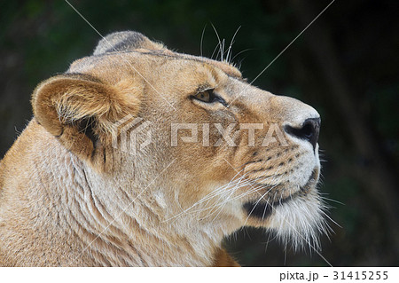 Close up portrait of female African lioness 31415255