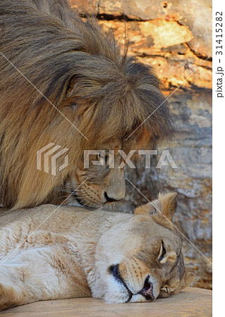 Close up side portrait of lion and lioness 31415282
