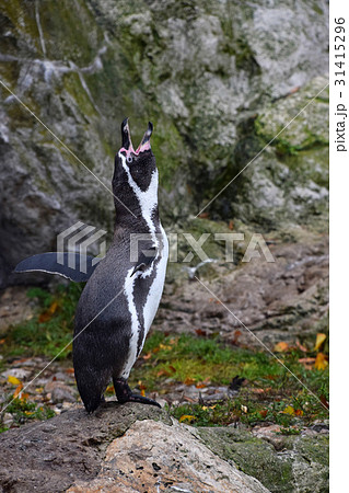 One penguin standing calling on the rocks One penguin standing calling on the rocks 31415296