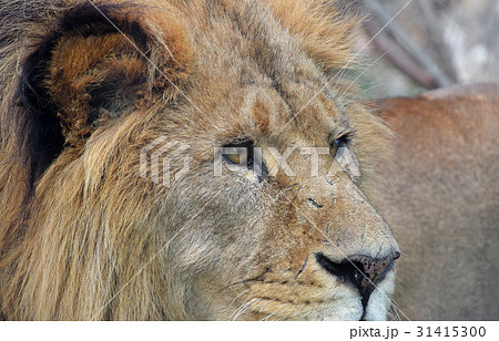 Extreme close up portrait of African lion Extreme close up portrait of African lion 31415300