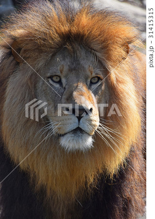 Close up portrait of African lion Close up portrait of African lion 31415315
