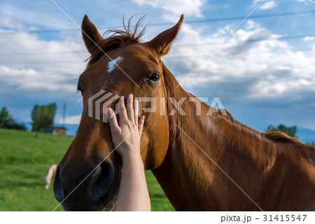 The hand of a woman is stroking a horse The hand of a woman is stroking a horse 31415547