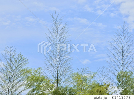 新しい竹と青空 31415578