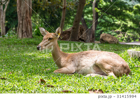 brow-antlered deer brow-antlered deer 31415994
