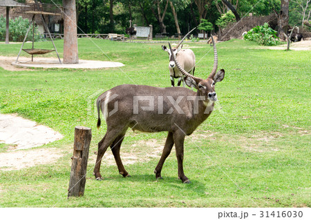 Roan antelope on green grass 31416030