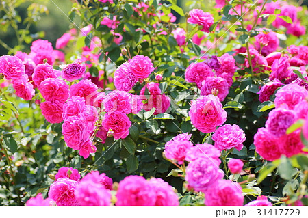 ピンクのバラの花 31417729