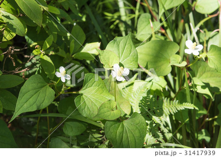 ドクダミ ドクダミ 31417939