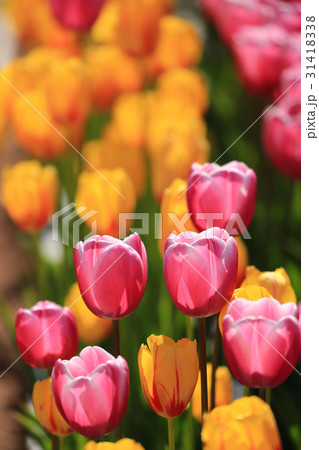 ちゅーりっぷ2027 31418338