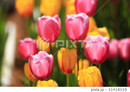 ちゅーりっぷ2029 31418339