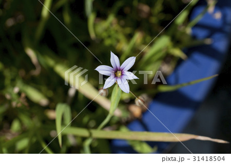 ニワゼキショウ 31418504