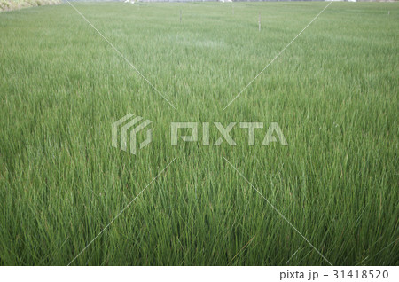ビーグ（イ草）畑 31418520