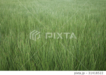 ビーグ（イ草）畑 31418522