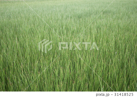 ビーグ（イ草）畑 31418525