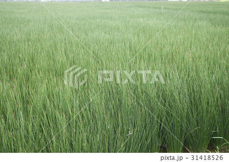 ビーグ（イ草）畑 31418526