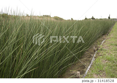 ビーグ（イ草）畑 31418528