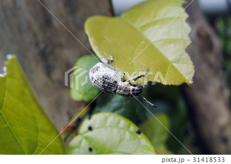 ヒメシロコブゾウムシ 31418533