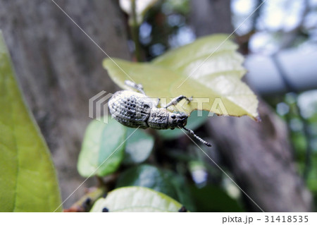 ヒメシロコブゾウムシ ヒメシロコブゾウムシ 31418535