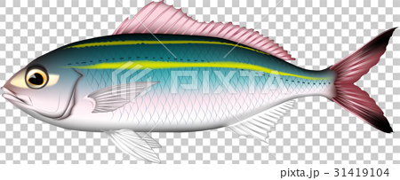 沖縄の魚グルクン(タカサゴ) 31419104