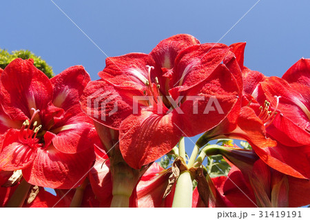 アマリリス アマリリス 31419191