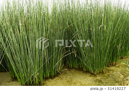 ビーグ（イ草）畑 31419227