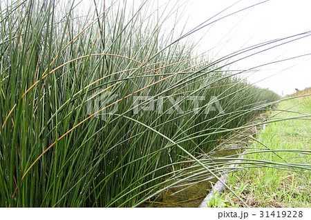 ビーグ（イ草）畑 31419228