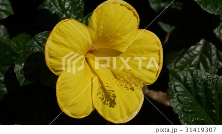 ハイビスカスの花 31419307