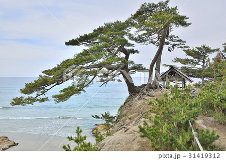 浦富海岸　松の木 31419312