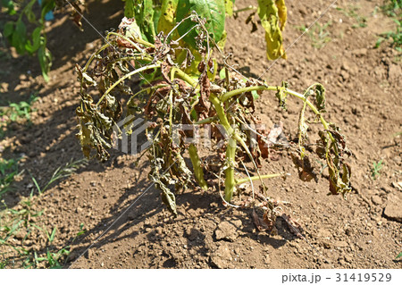 枯れたジャガイモの葉 31419529