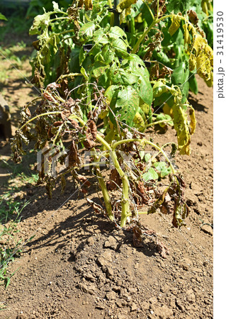 枯れたジャガイモの葉 31419530
