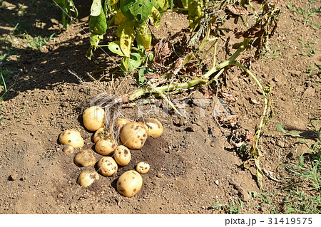 ジャガイモ キタアカリ の収穫の写真素材