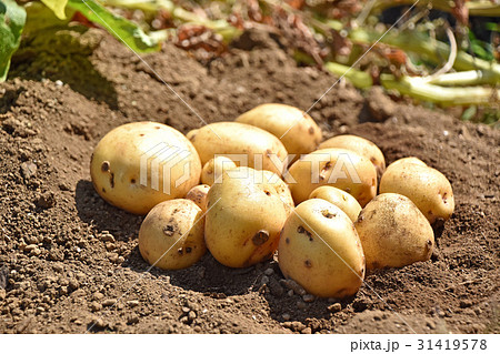 ジャガイモ（キタアカリ）の収穫 31419578