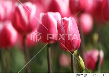 ちゅーりっぷ1926 31420017