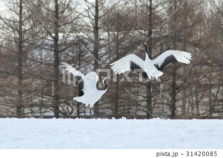 雪原に舞うタンチョウ 31420085