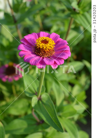 百日草 31420203