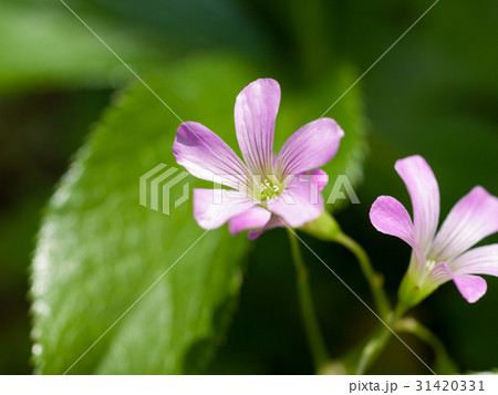 ムラサキカタバミ　マクロ撮影 31420331