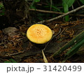傘の広がったきのこ 31420499
