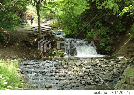 精進川河畔公園 精進川河畔公園 31420577