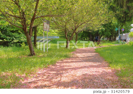 精進川河畔公園・花筵 31420579